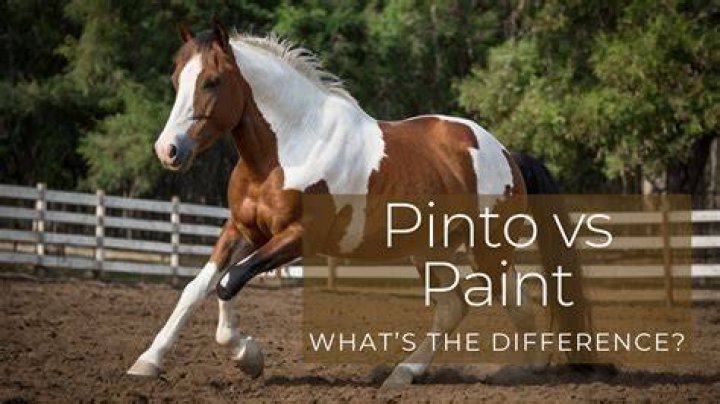 Paint Horse vs Pinto Horse: What’s the Difference? (With Pictures)