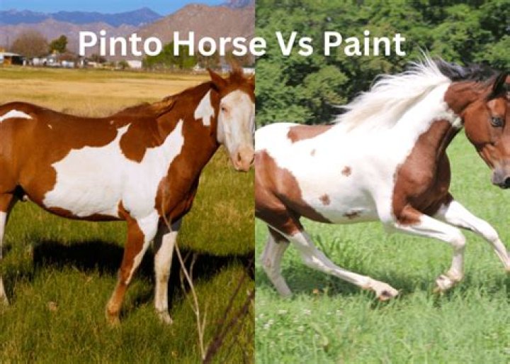 Paint Horse vs Pinto Horse - Visual Differences