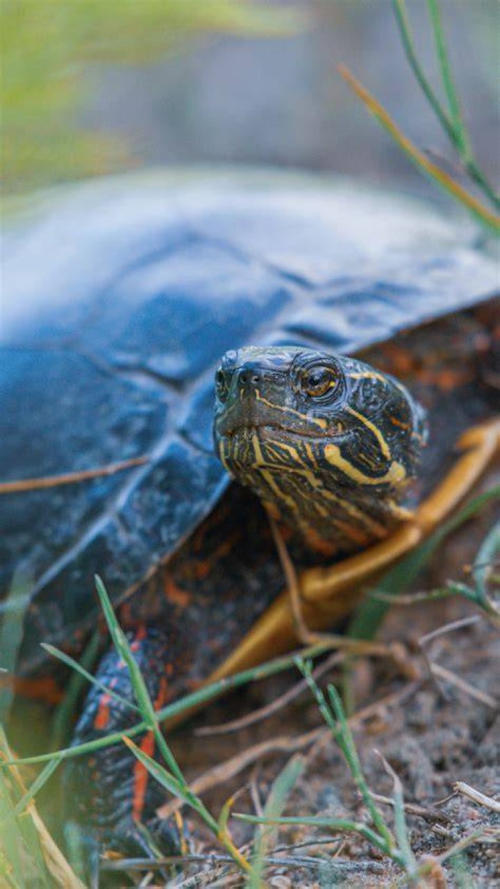 painted turtle close up