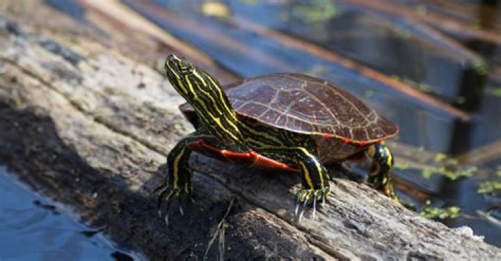 painted turtle front view