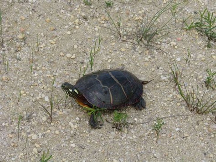painted turtle on the ground