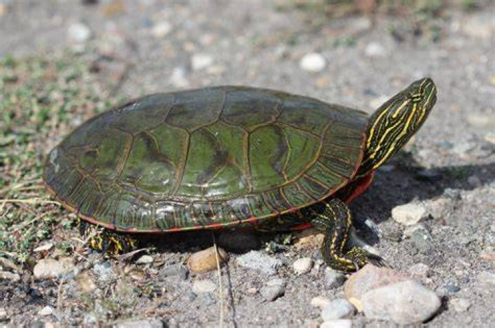 Painted Turtle