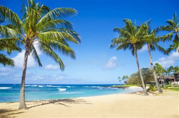 palm trees on sandy beach near water