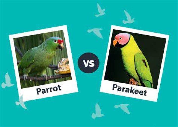 parakeet and water_Dominic Winkel_Pixabay