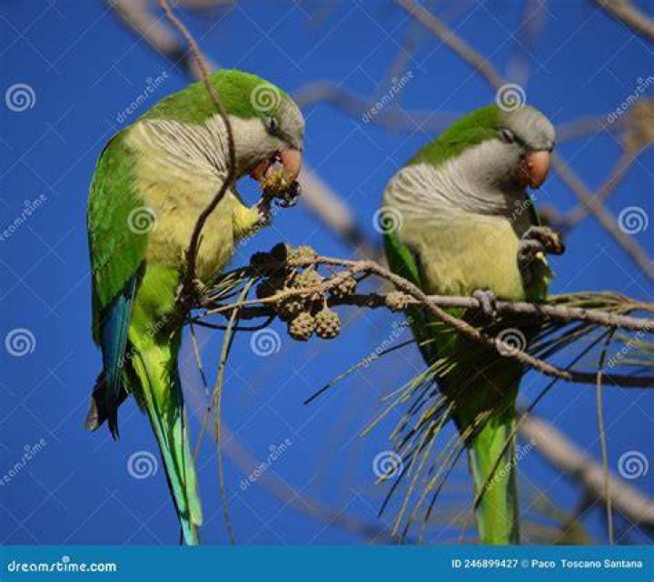 parakeets eating