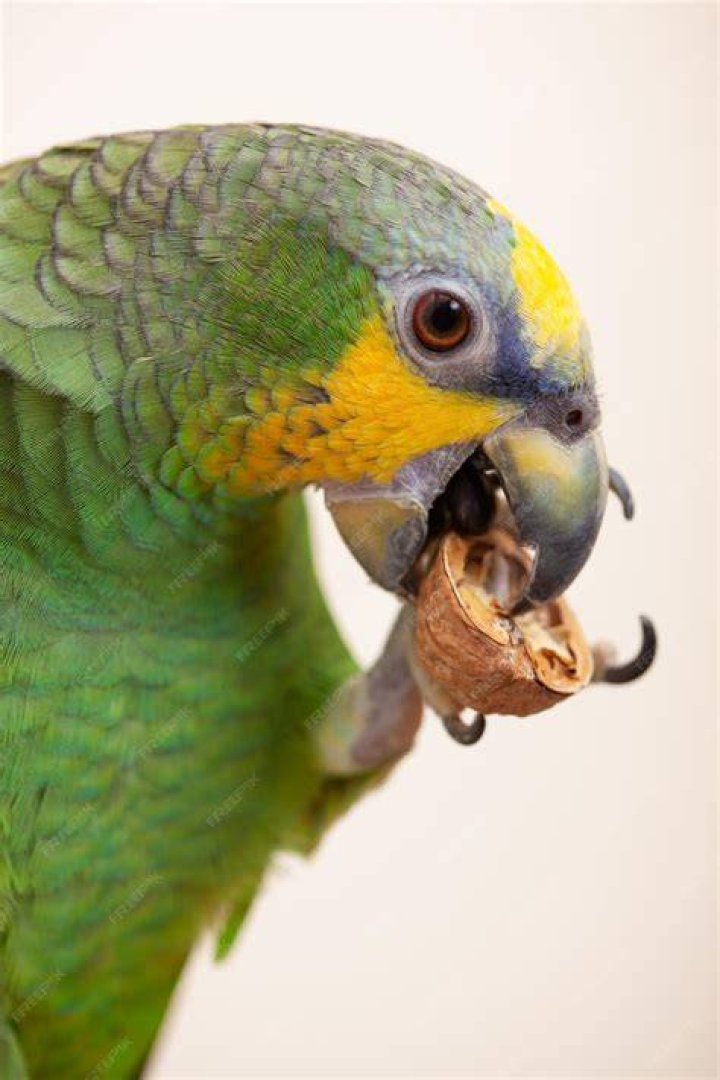 Parrot eating nut