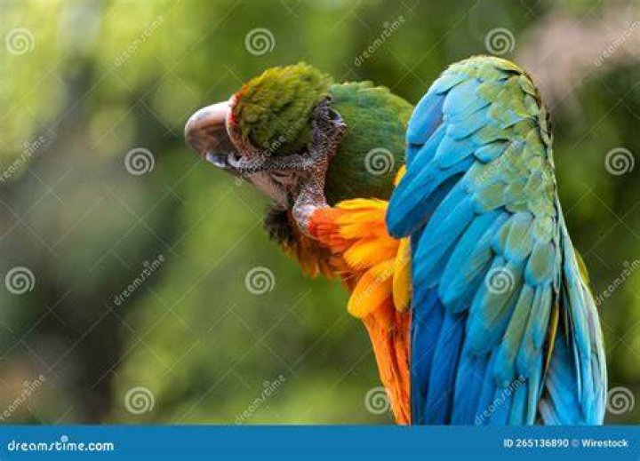 Parrot Scratching_ Franck TAILLEZ_Shutterstock