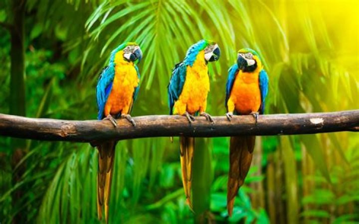 Parrots in the jungle