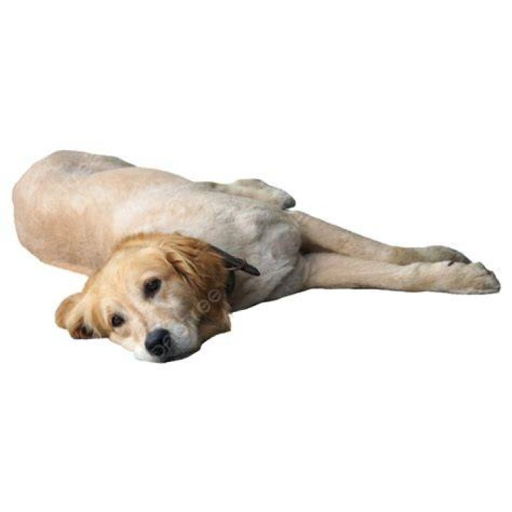 perro tumbado perro tumbado