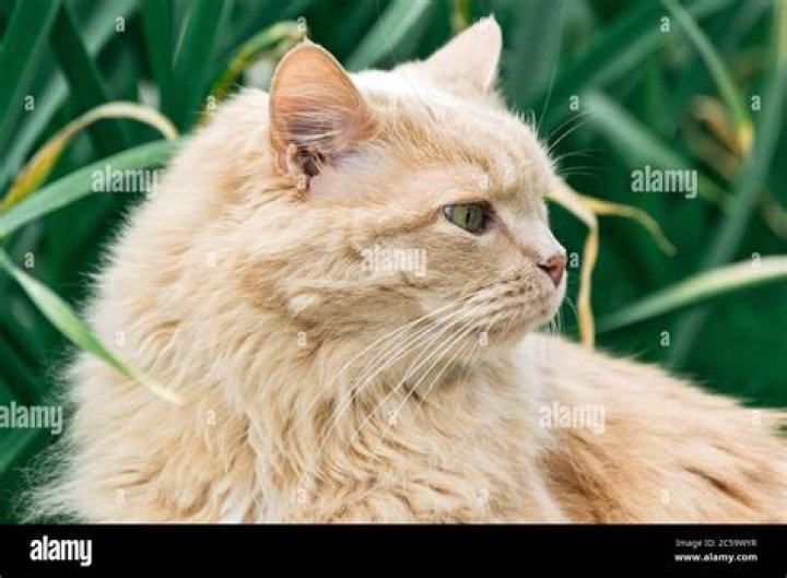 persian cat in grass