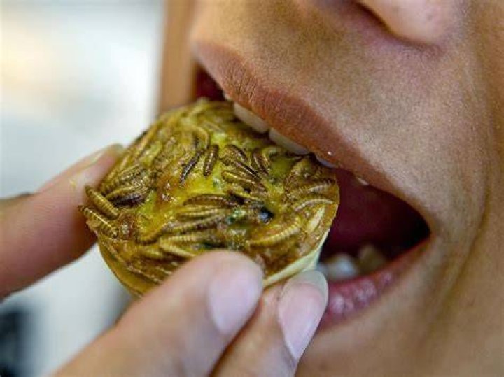 person eating mealworm