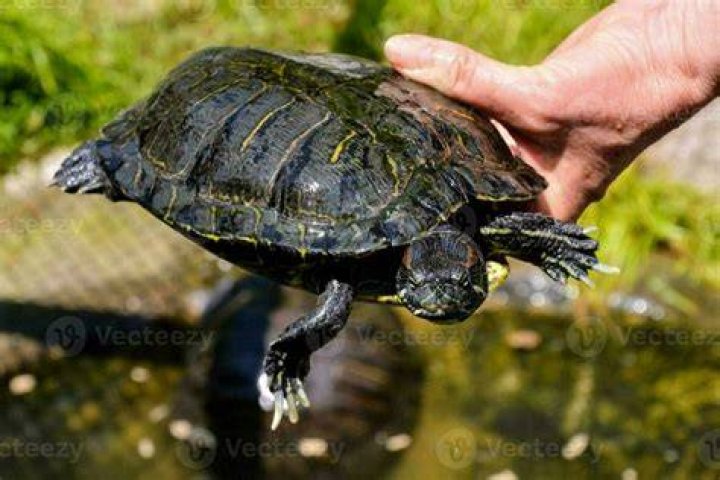 person holding a painted turtle