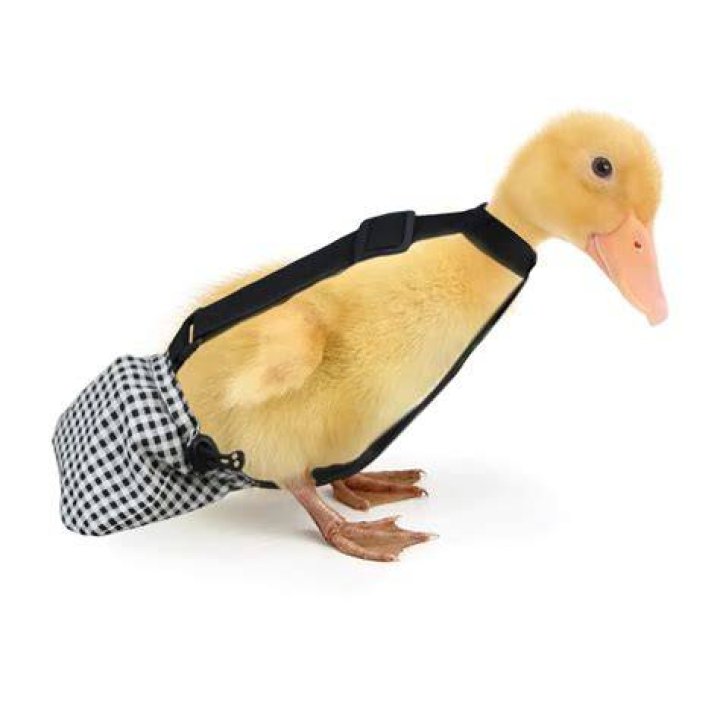 pet duck wearing diaper
