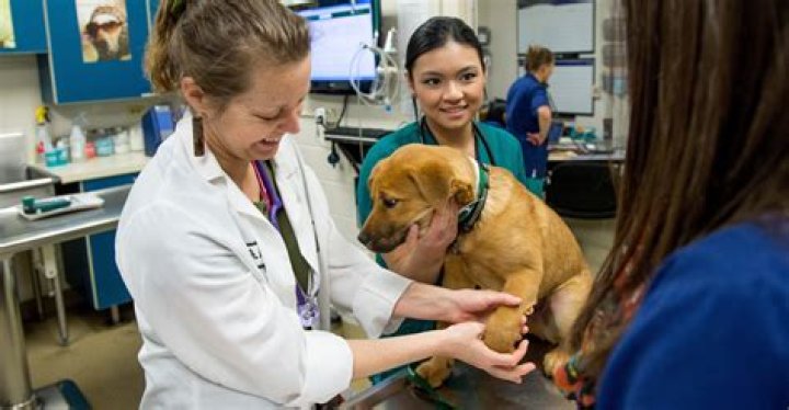 Pet Hospital Services in 95757 Franklin Ranch Pet Hospital