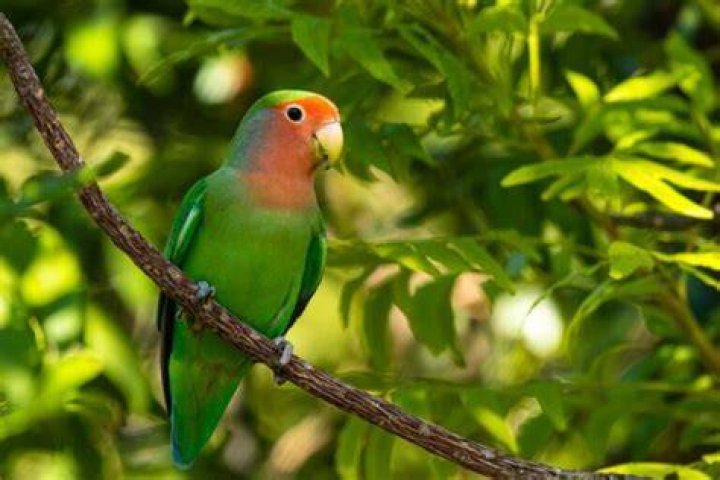 Pet Insurance for Birds: Facts & FAQs (Updated 2024)