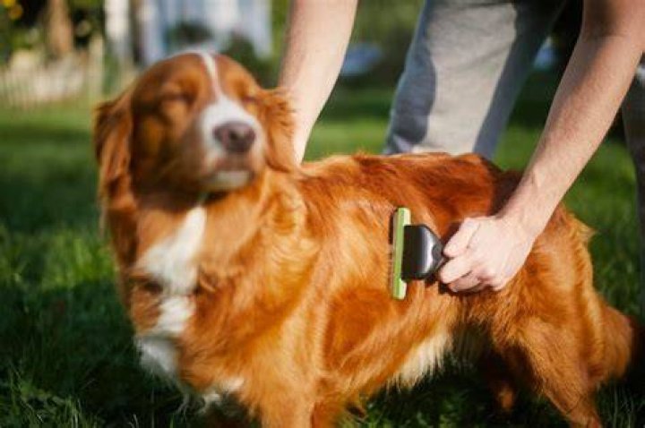pet owner brushing his dog's fur