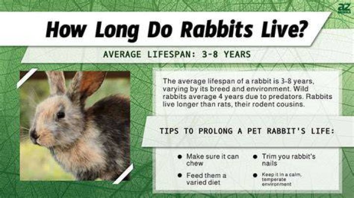 Pet Rabbits- 10th Shortest Lifespan Creatures In The World