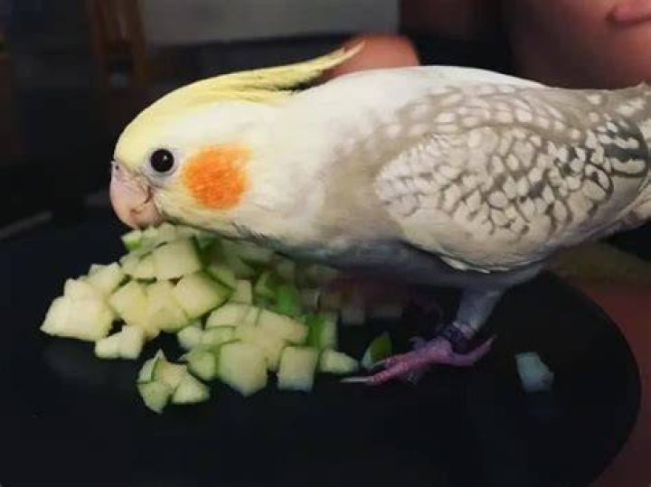 PetKeen_Can Cockatiels Eat_mango