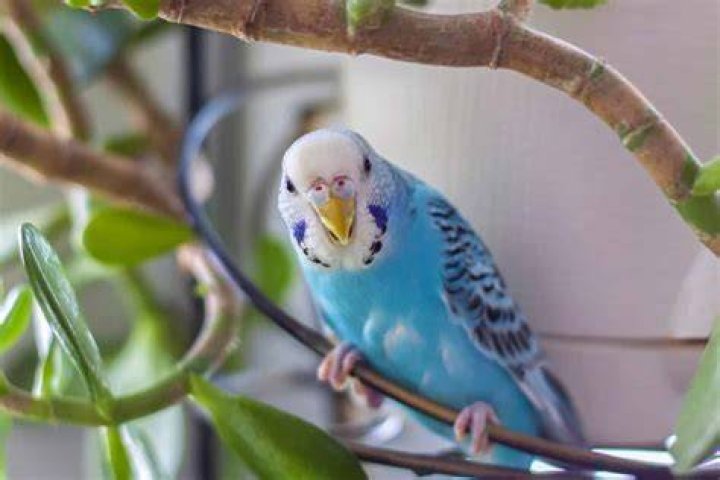 PetKeen_Can Parakeet Eat_spinach