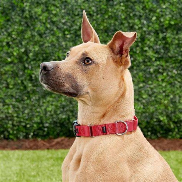 PetSafe Nylon Martingale Dog Collar