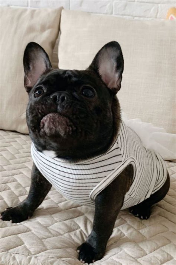 Pin by Frenchiely French Bulldog Cl on Birthday Shenanigans Happy