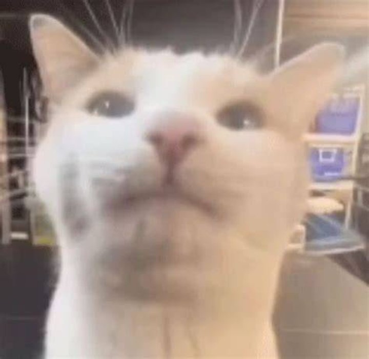 Pin by omi on memes) in 2023 Funny cute cats, Cat memes, Silly cats
