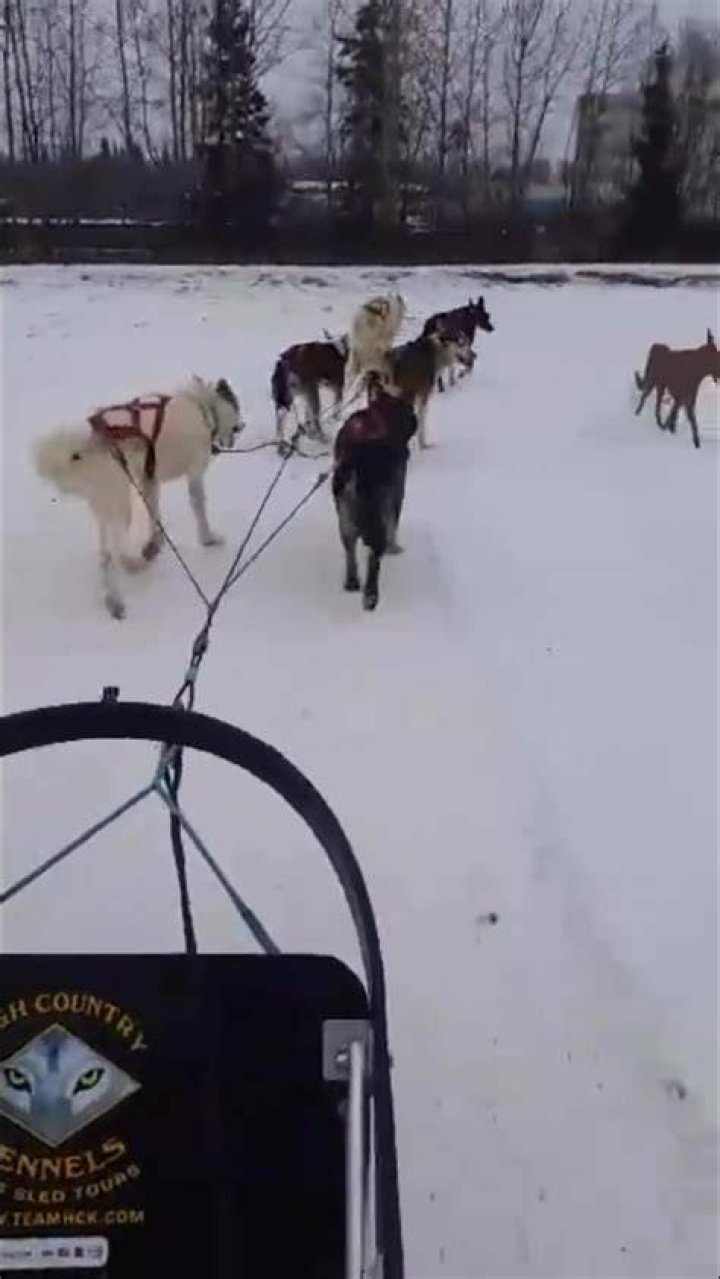 Pin by Sherry Austermuhl on Funny Alaska winter, Alaska, Anchorage alaska
