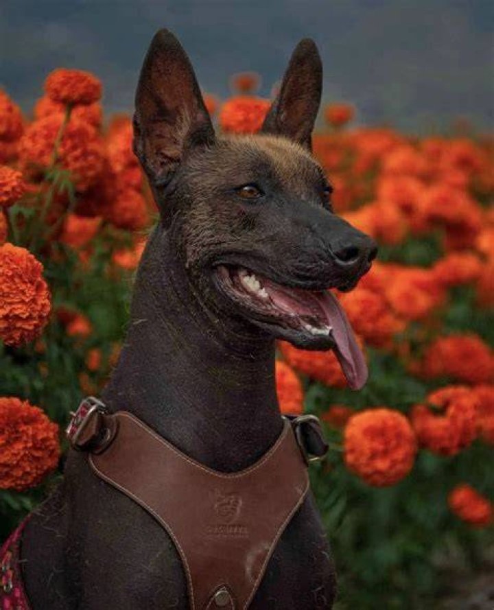 Pin on xolo