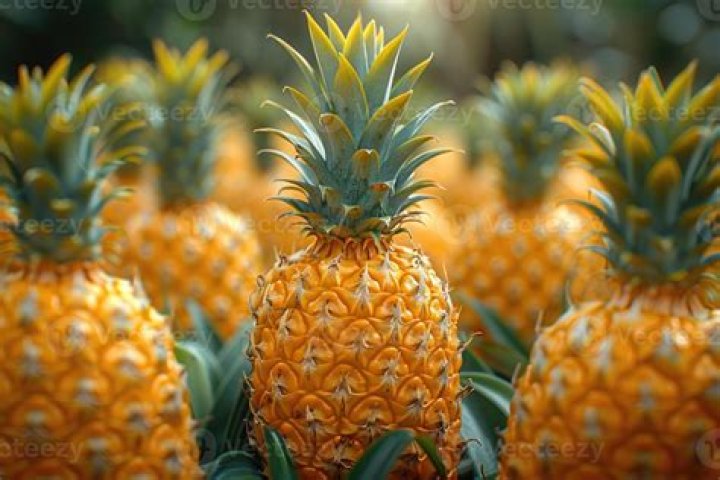 pineapples