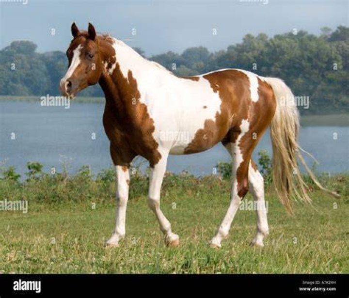 pinto horse in the water