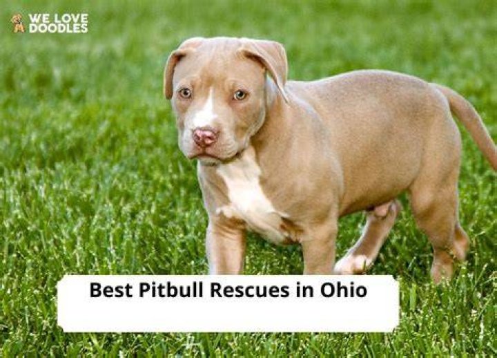 Pitbull Rescues In Cleveland Ohio Pitbull Dogs