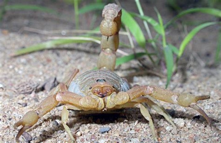 Plague of deadly scorpions unleashed in Egypt by seasonal storms