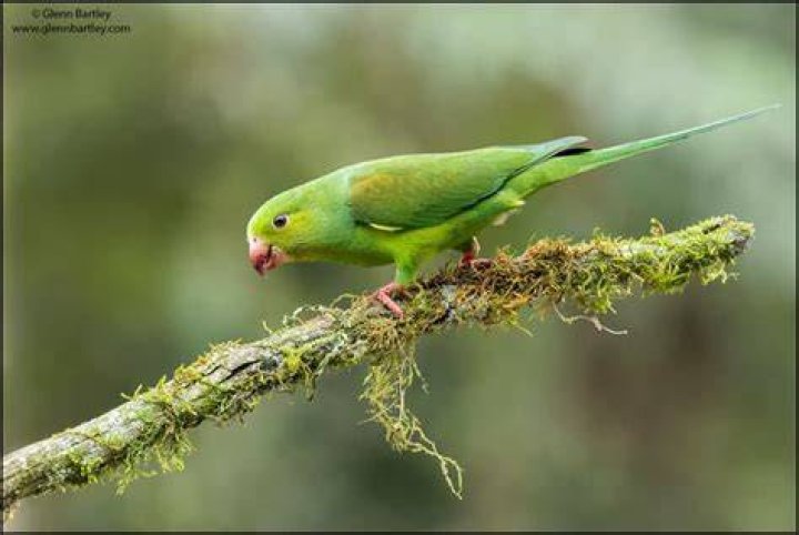 Plain Parakeet
