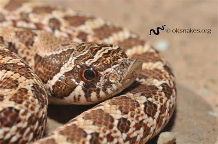 Plains Hog-nosed Snake side view_Talllly_Shutterstock