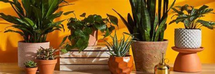 Plants and Planets in Astrology: These Plants Will Calm Your Planets And Ease Your Sufferings