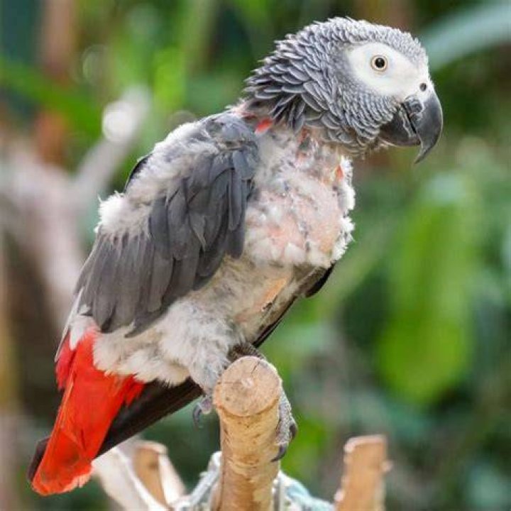 Plucked African Grey Parrot