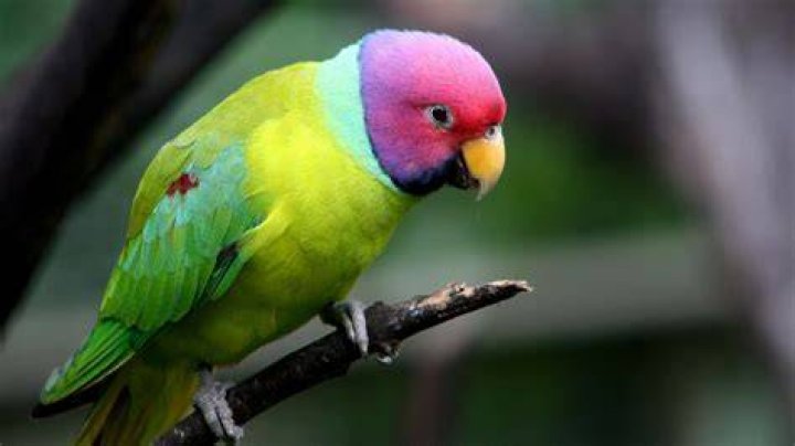 plum headed parakeet on tree branch