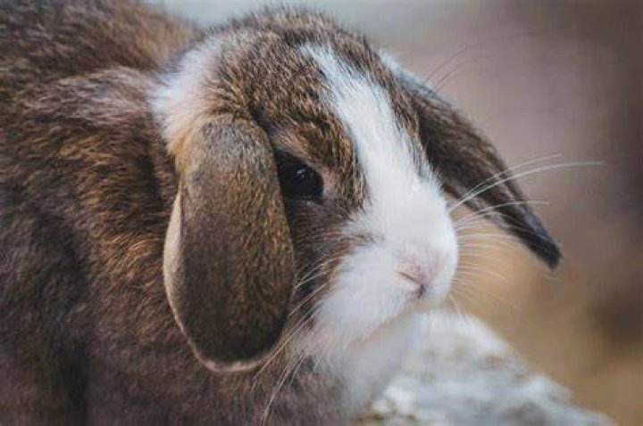 Plush Lop Rabbit: Facts, Pictures, Lifespan, Behavior & Care Guide