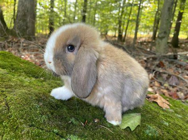 plush lop rabbit on grass