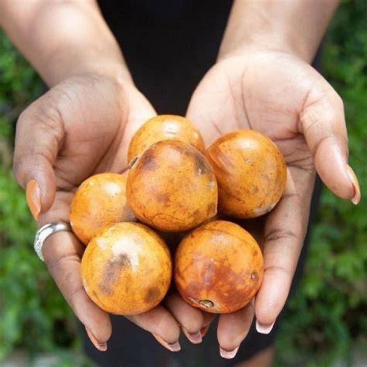 Polynesian Produce Stand AGBALUMO AFRICAN STAR APPLE Chrysophyllum
