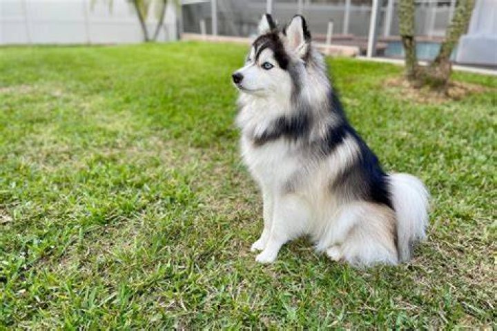 Pomsky