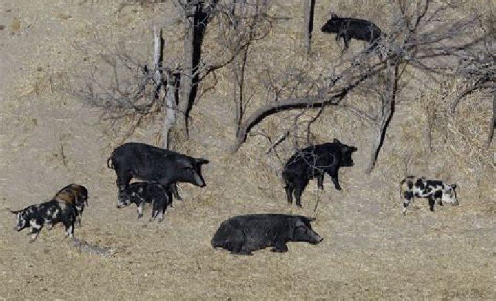 Population of hard-to-eradicate feral ‘super pigs’ in Canada is threatening to invade the US