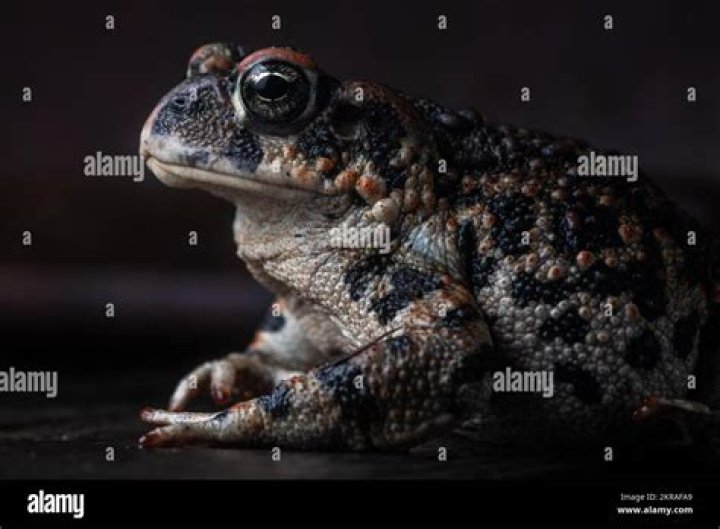 Portrait of a western toad
