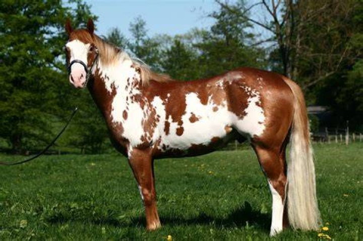 Portrait of american paint horse in summer