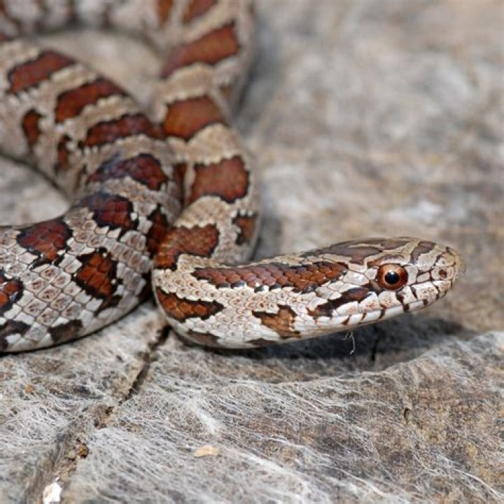 Prairie Kingsnake