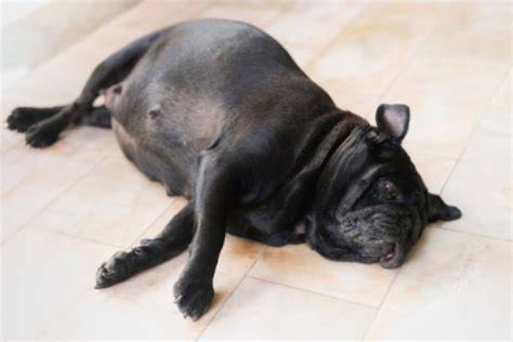 Pregnant pug