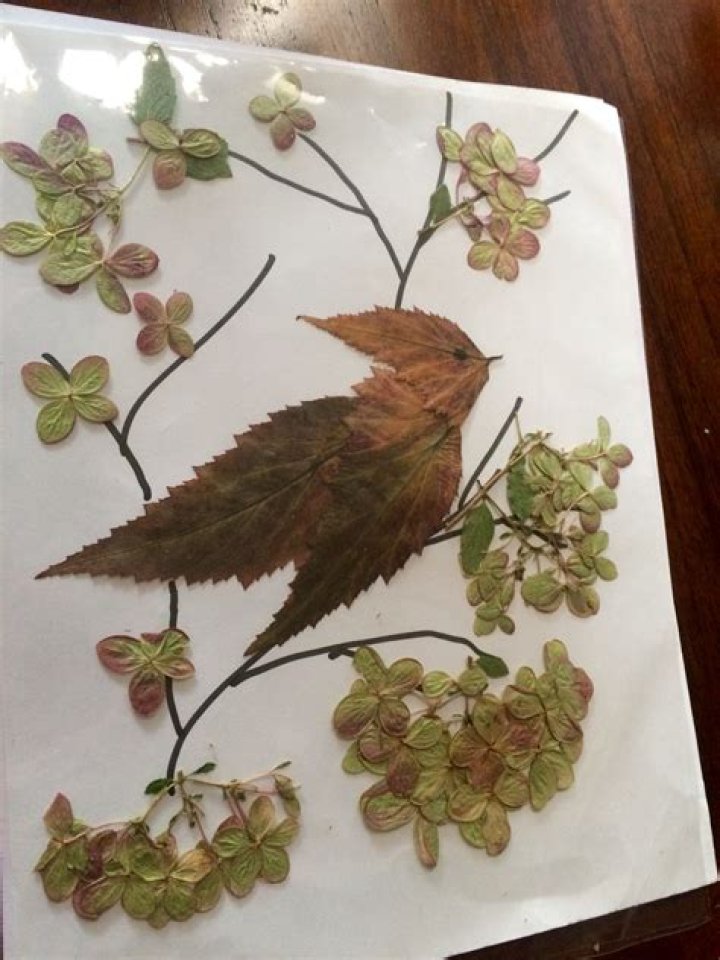 Pressed Leaf Art