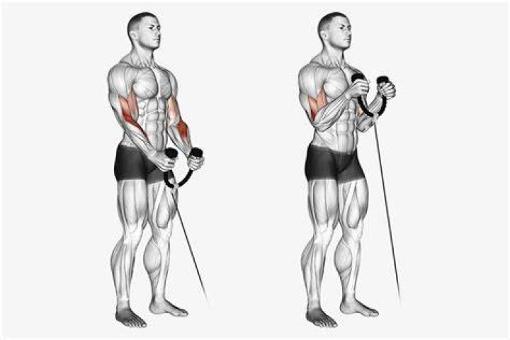 preview for cable bicep curl