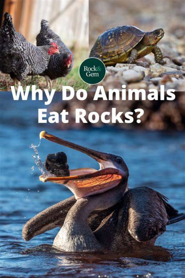 preview for Eat Like-The Rock