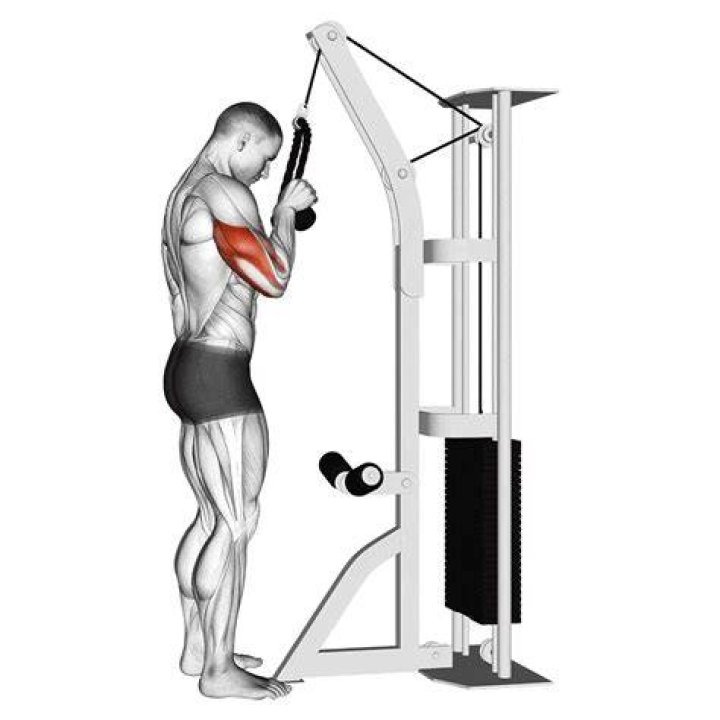 preview for Triceps Cable Rope Pushdown